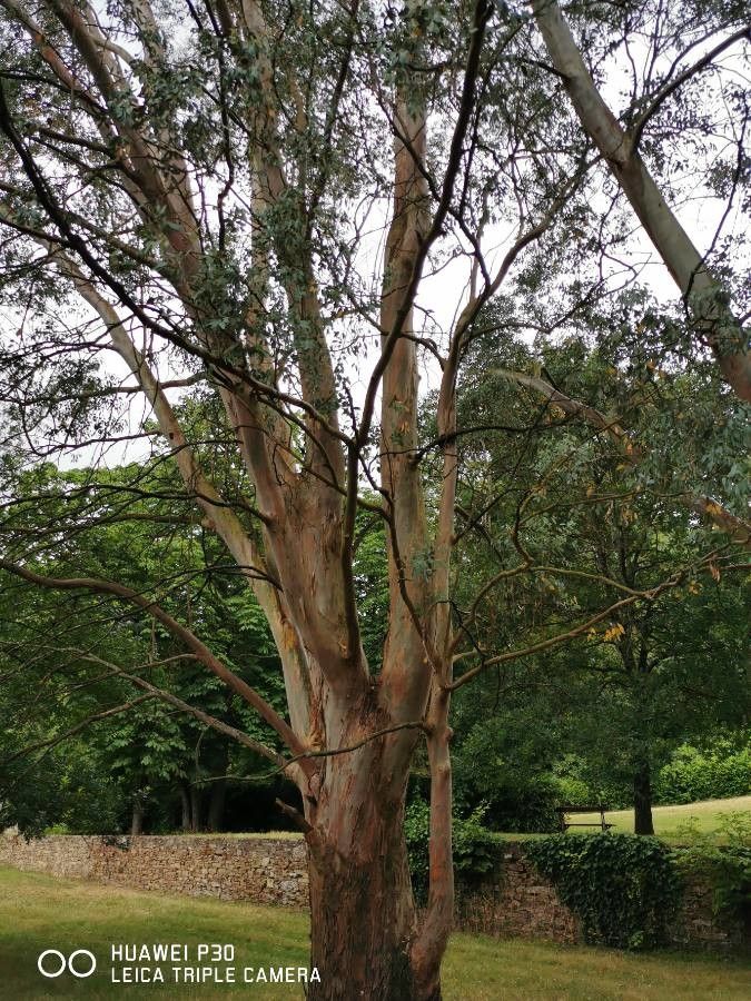 Eucalyptus salubris — search result for 'Eucalyptus'