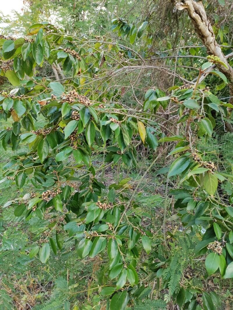 Colubrina arborescens habit