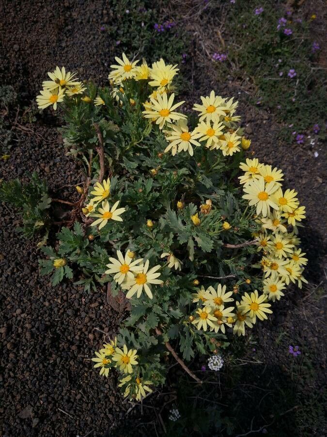 Argyranthemum maderense flower