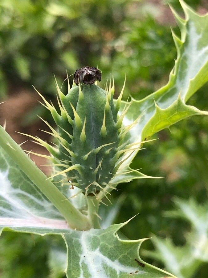 Argemone mexicana fruit