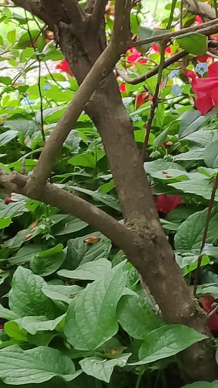 Rhododendron forrestii bark
