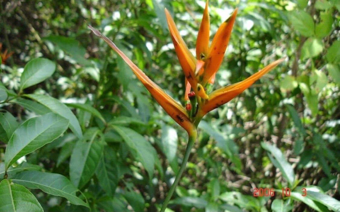 Heliconia hirsuta flower