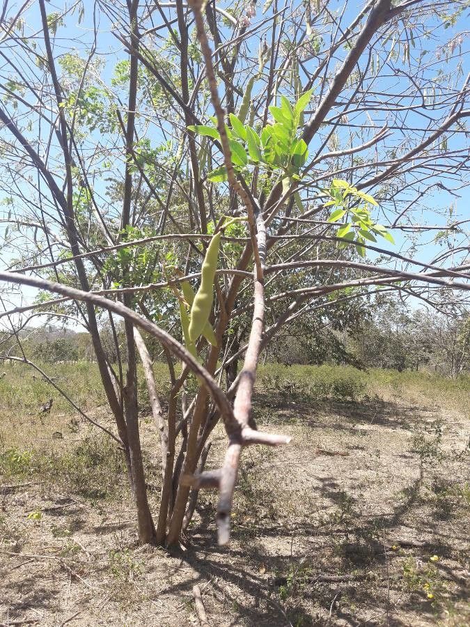 Gliricidia sepium fruit