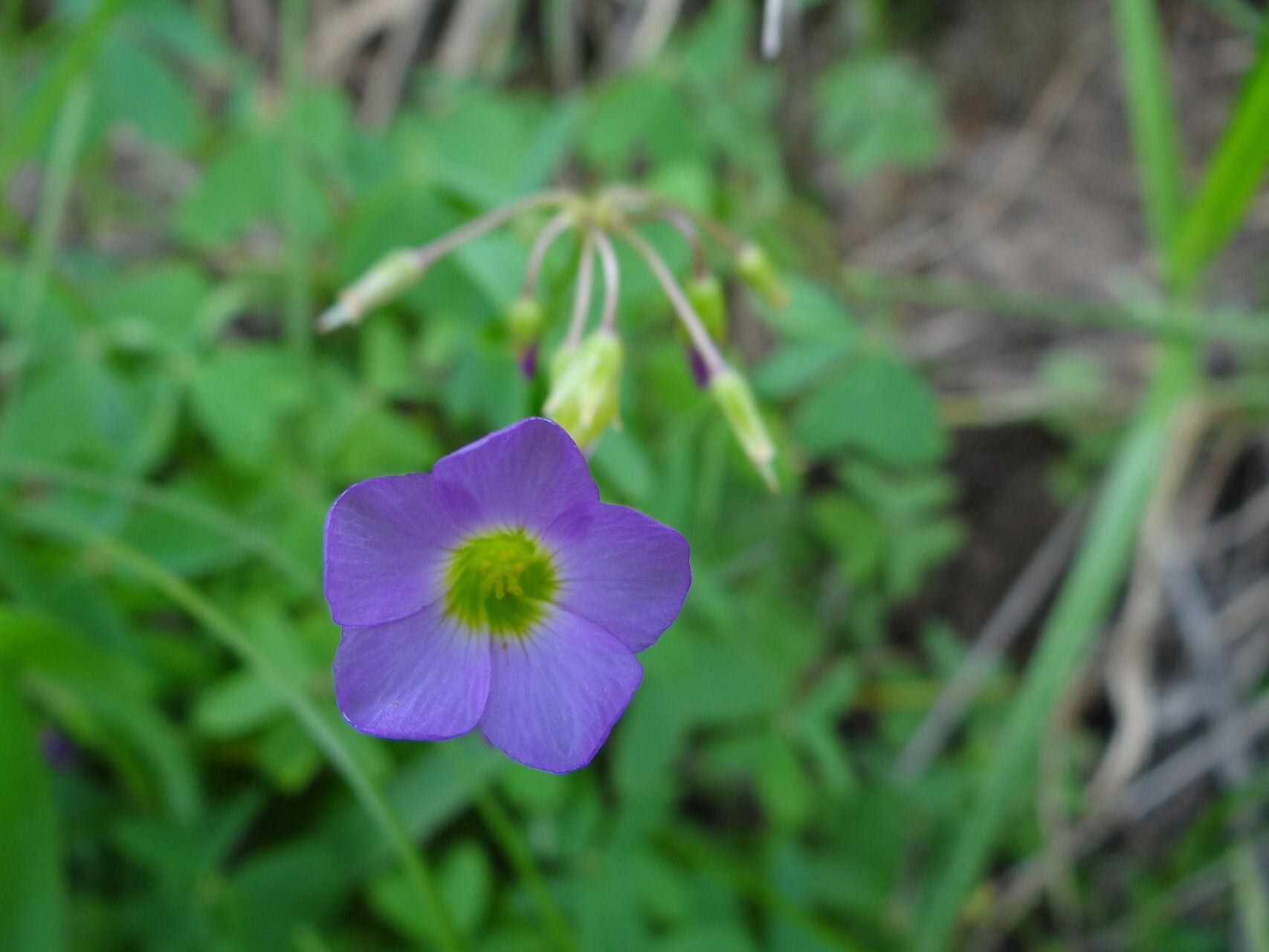 Oxalis semiloba — houseplant care guide