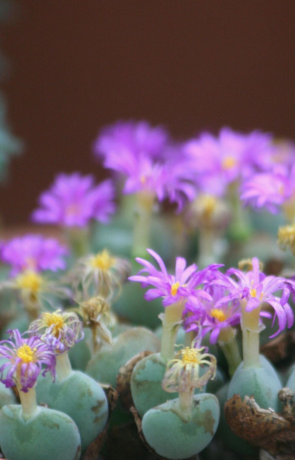 Conophytum velutinum flower