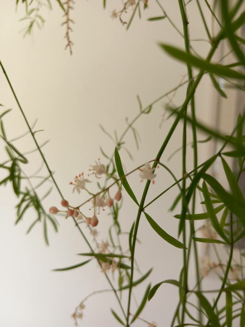 Asparagus falcatus flower
