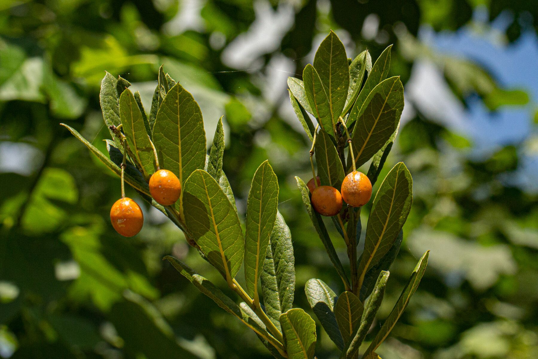 Maerua kirkii — search result for 'Maerua'