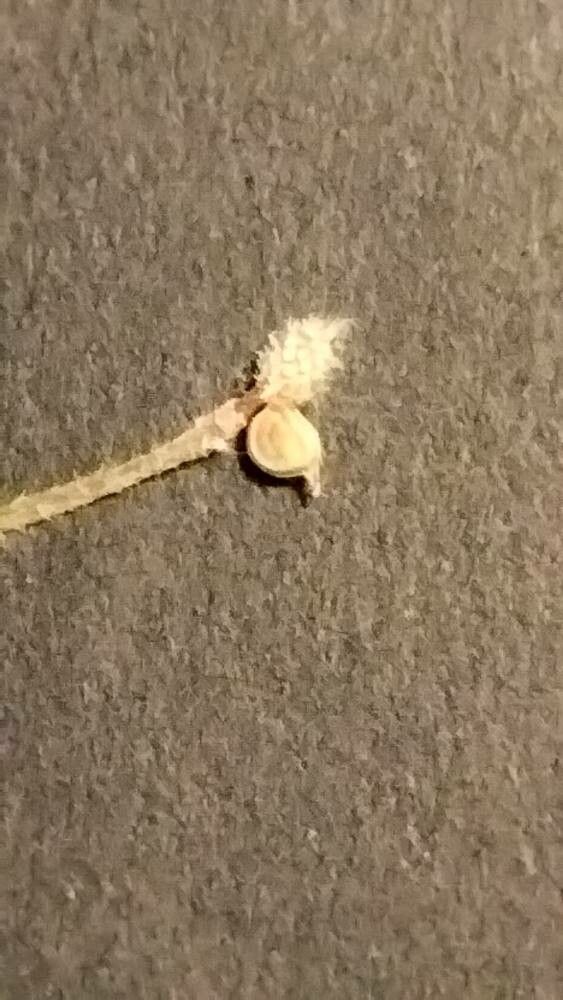 Ranunculus macrophyllus fruit
