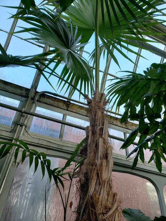 Thrinax parviflora habit