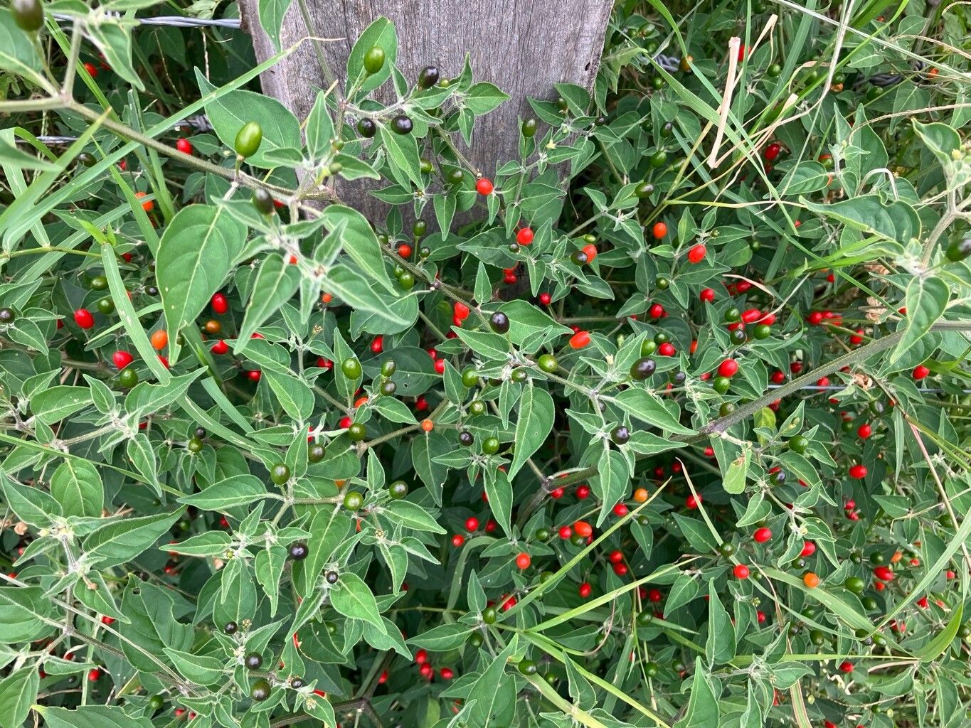 Capsicum chacoense leaf