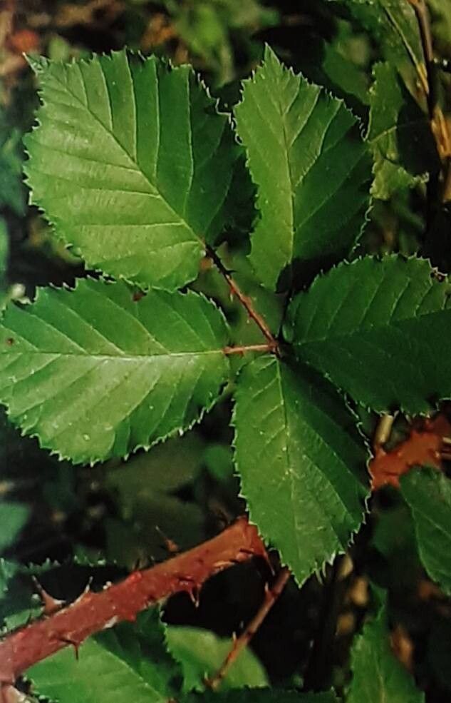 Rubus conspicuus — houseplant care guide
