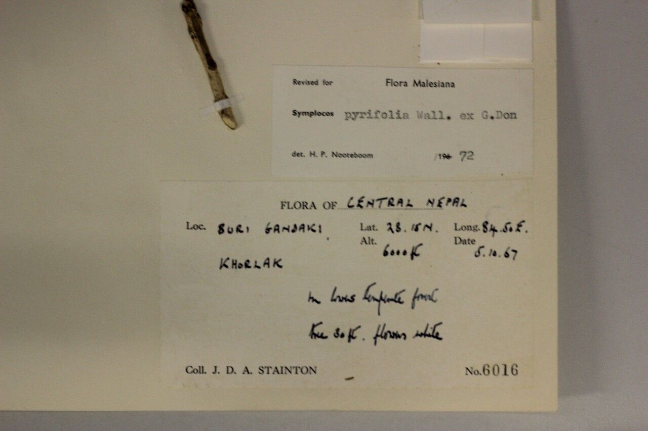 Symplocos pyrifolia — houseplant care guide