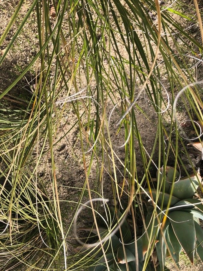 Nolina arenicola — related species from the same genus