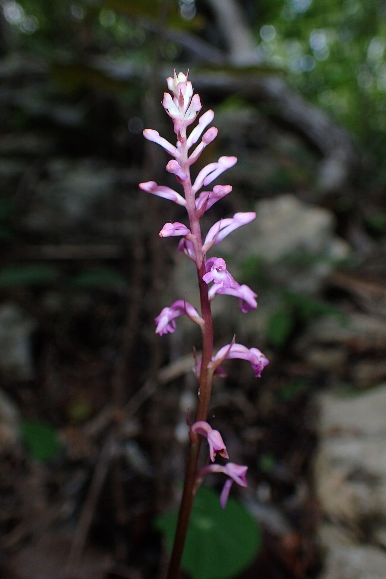 Cynorkis tryphioides — houseplant care guide