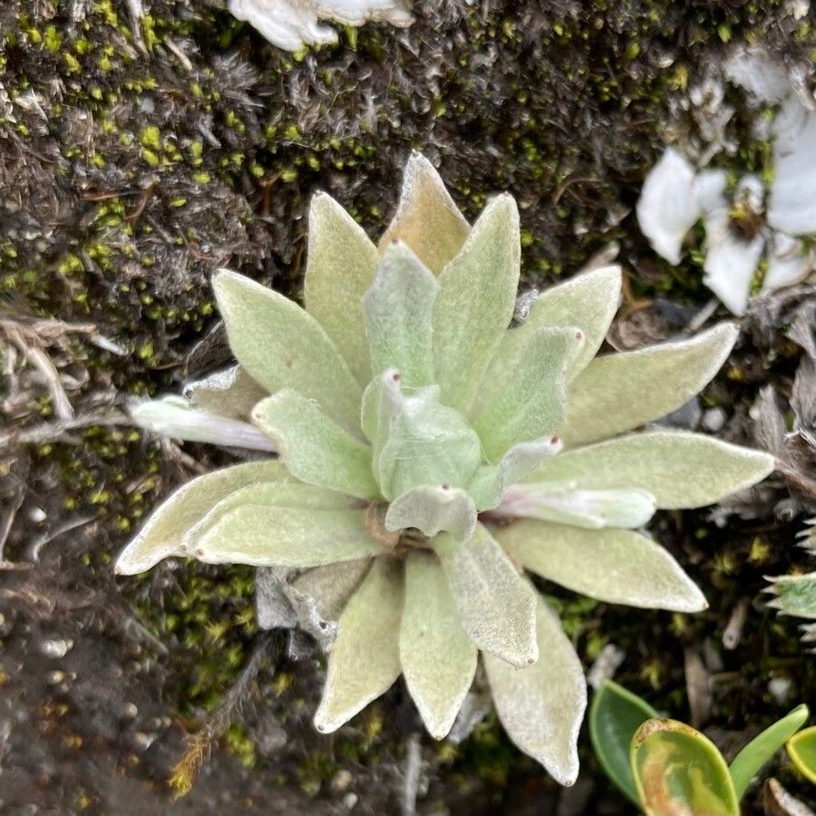 Belloa radians — houseplant care guide