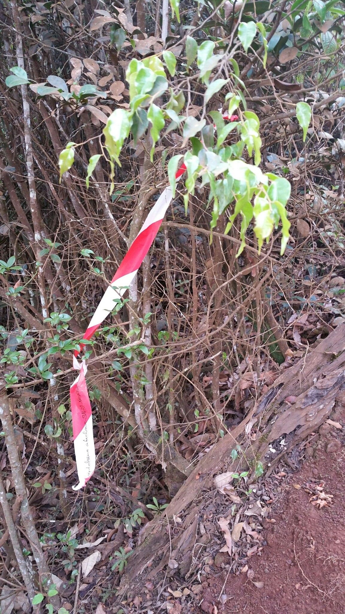 Leptolaena abrahamii habit