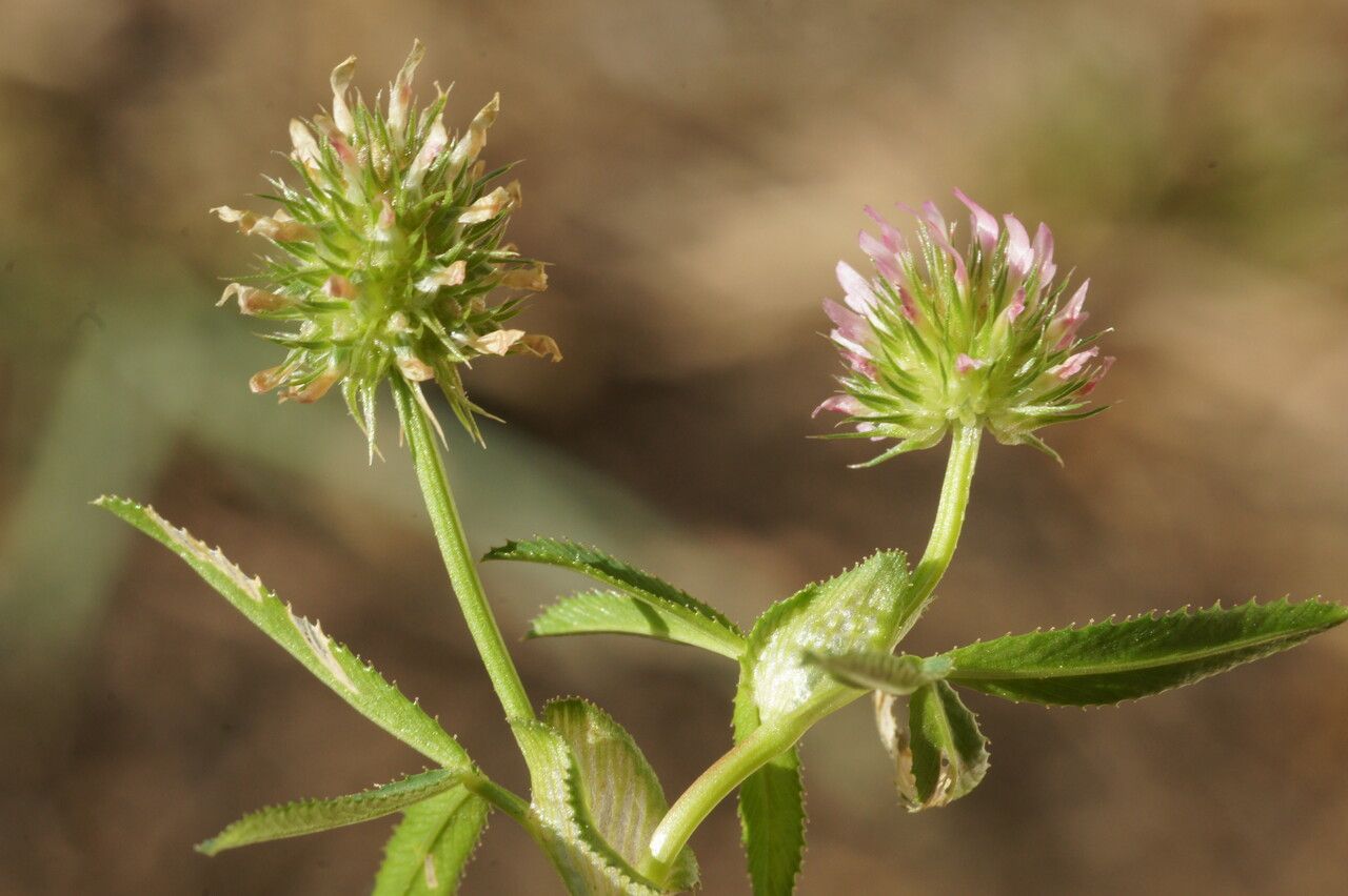 Trifolium strictum flower