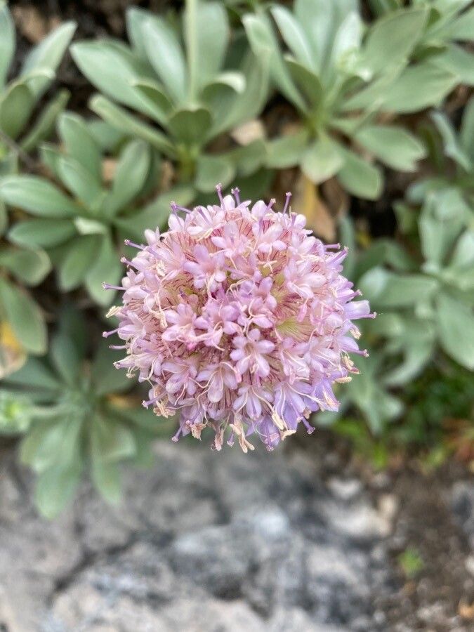 Lomelosia cretica flower