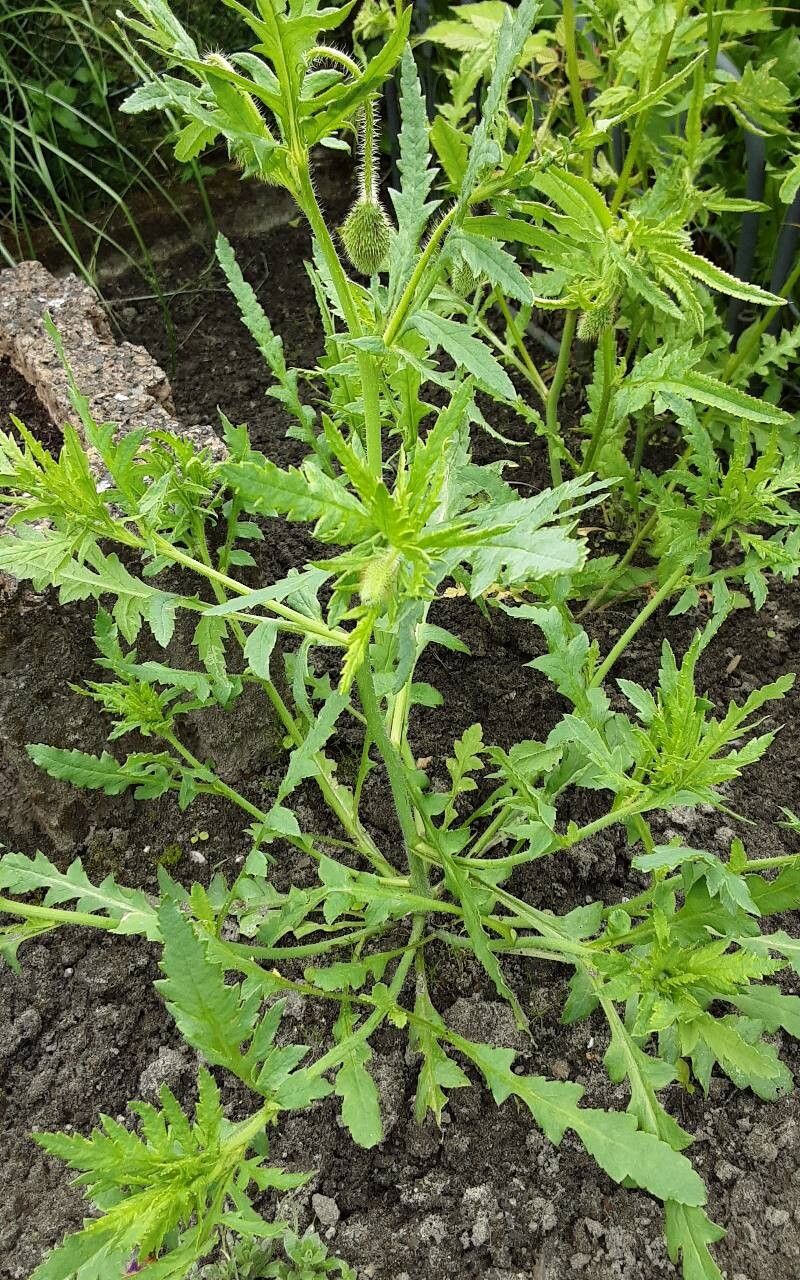 Papaver setiferum leaf