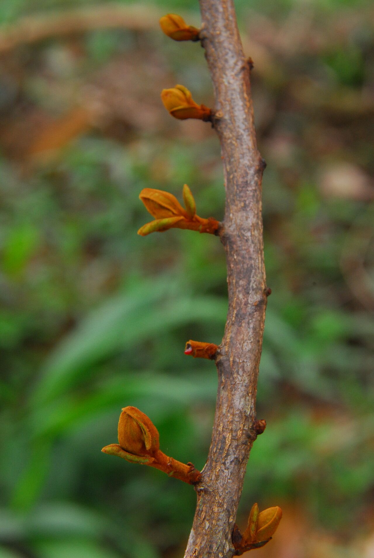 Pycnanthus angolensis flower