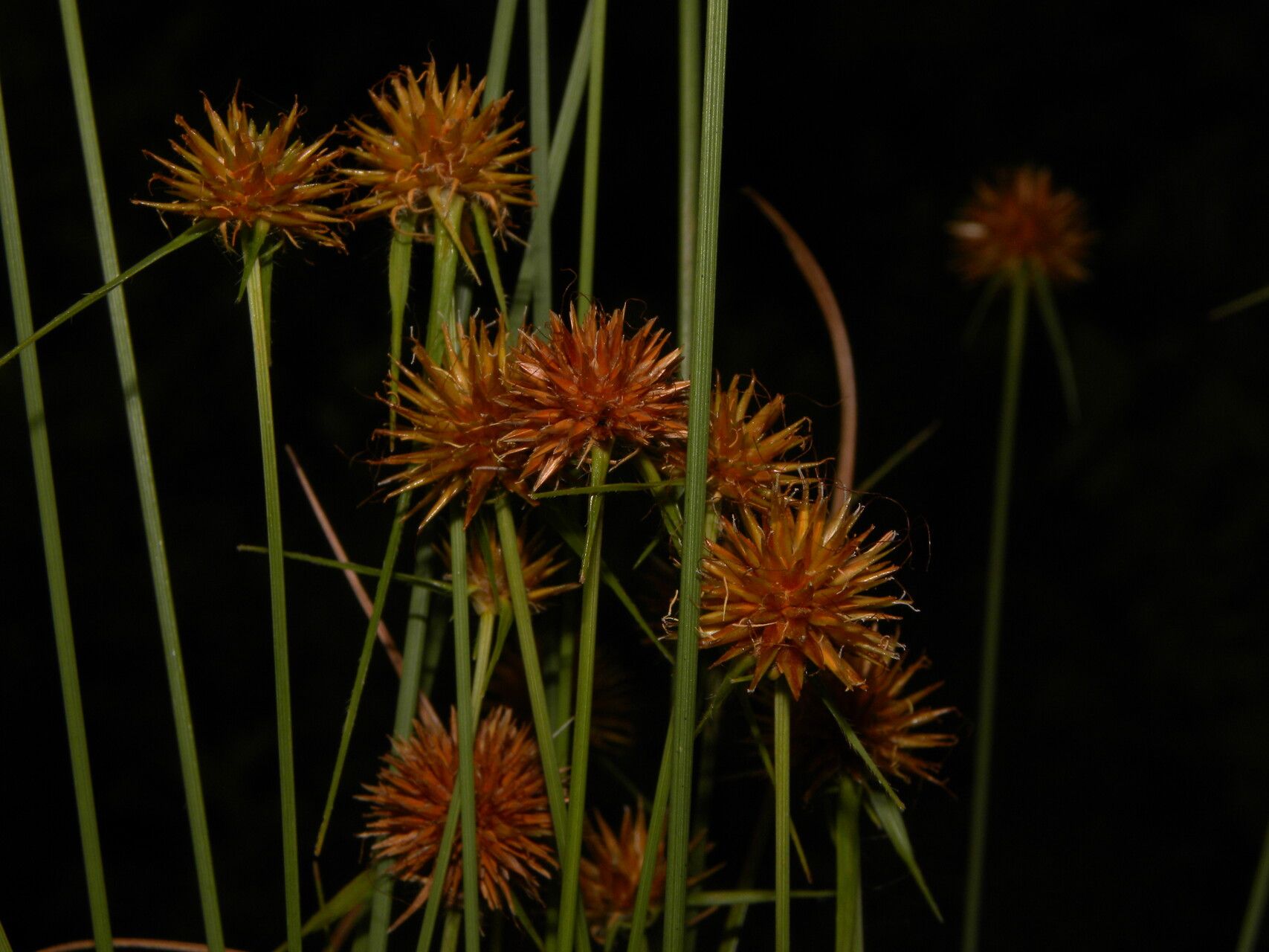 Rhynchospora barbata — houseplant care guide