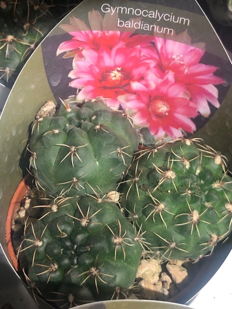 Gymnocalycium baldianum leaf