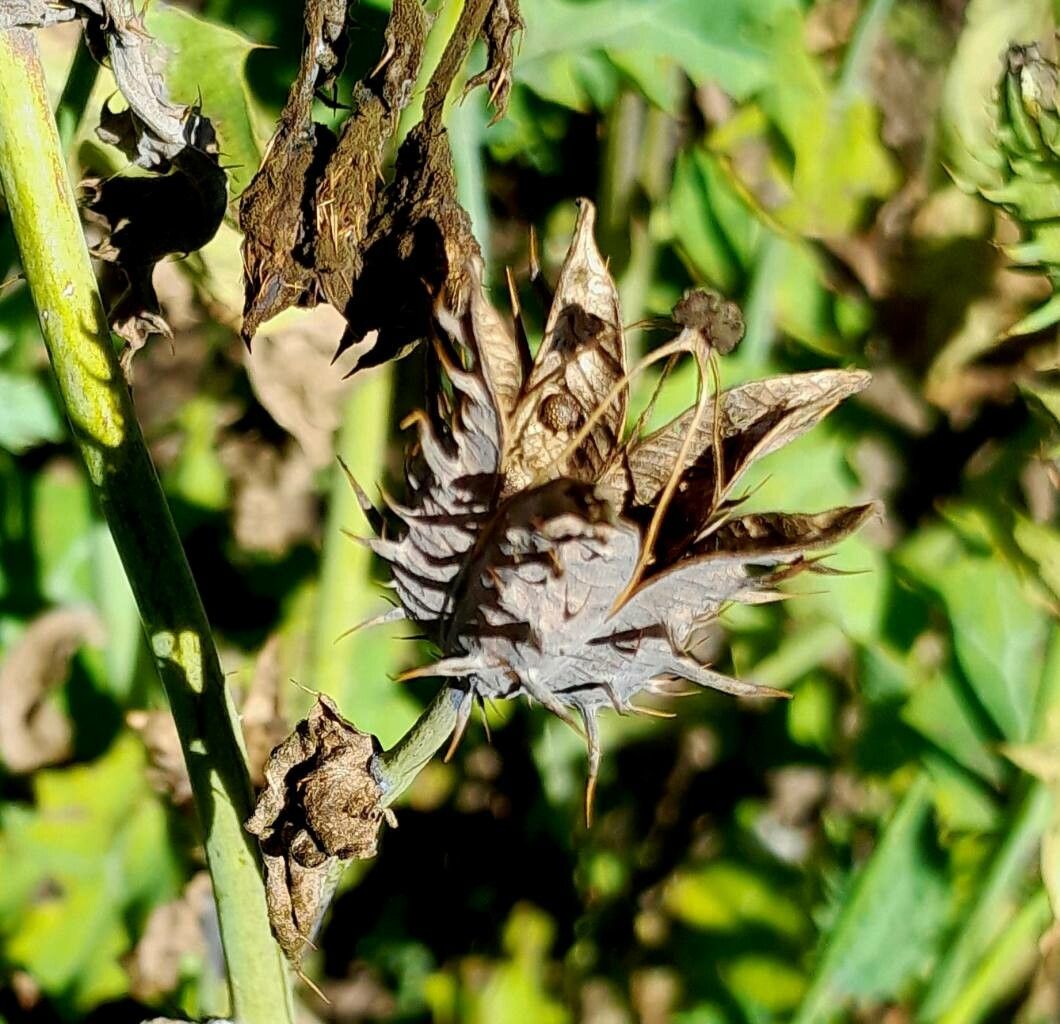 Argemone polyanthemos fruit