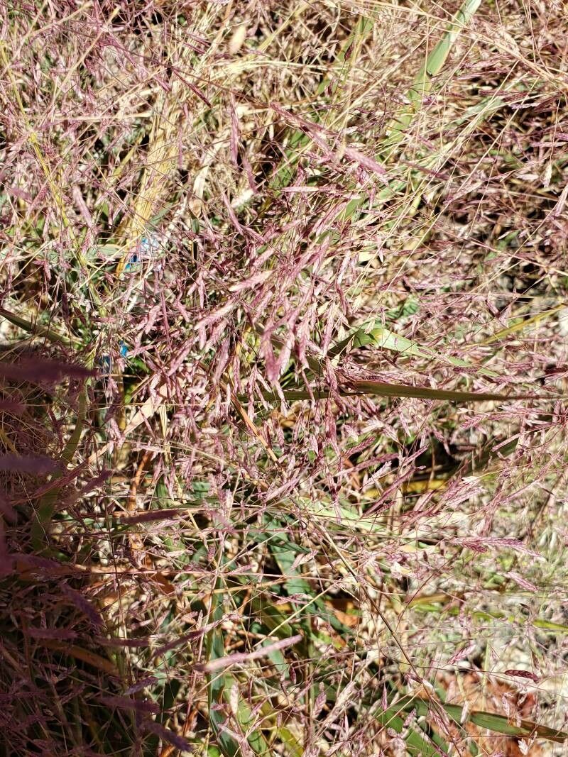Eragrostis spectabilis flower