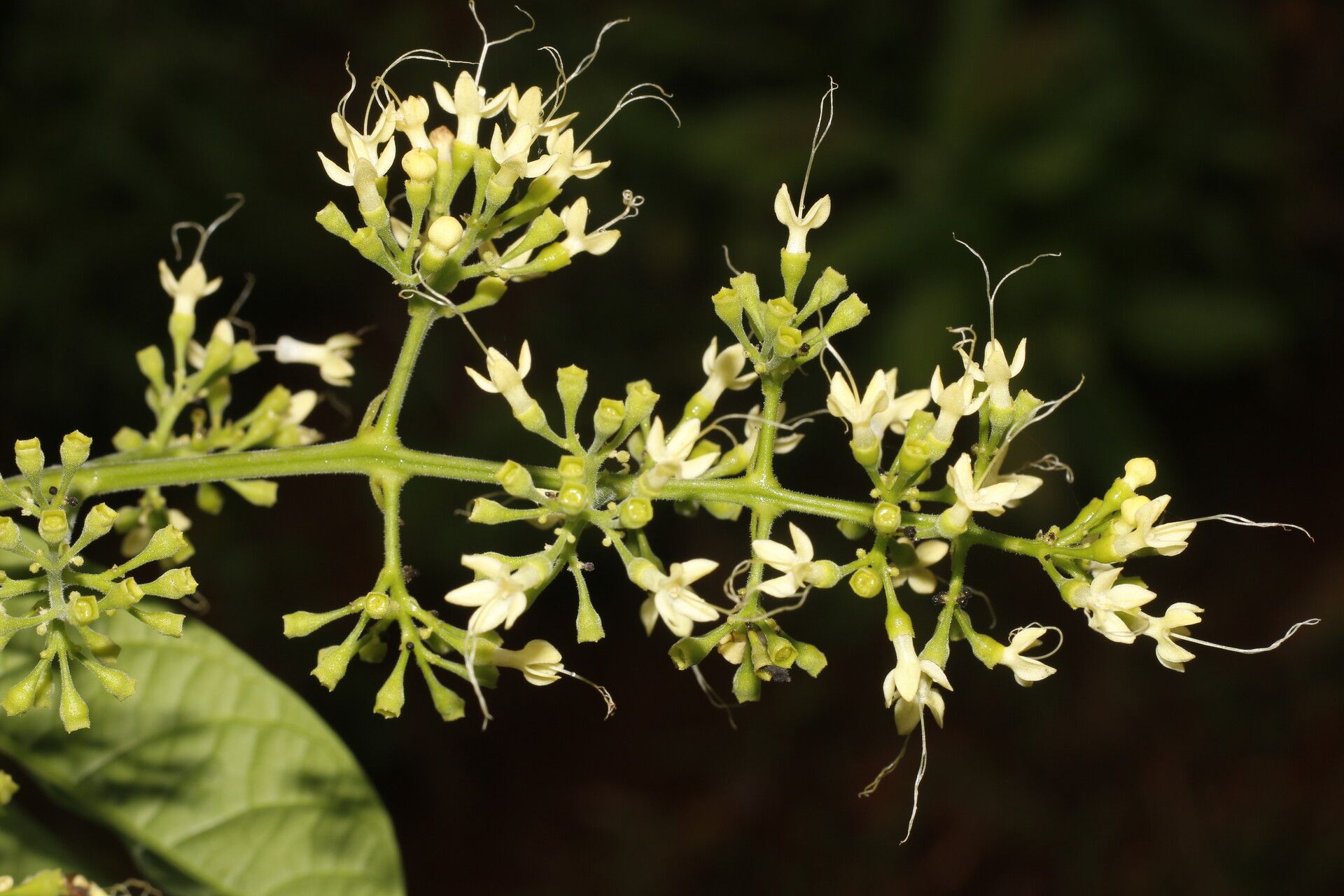 Aegiphila mollis flower