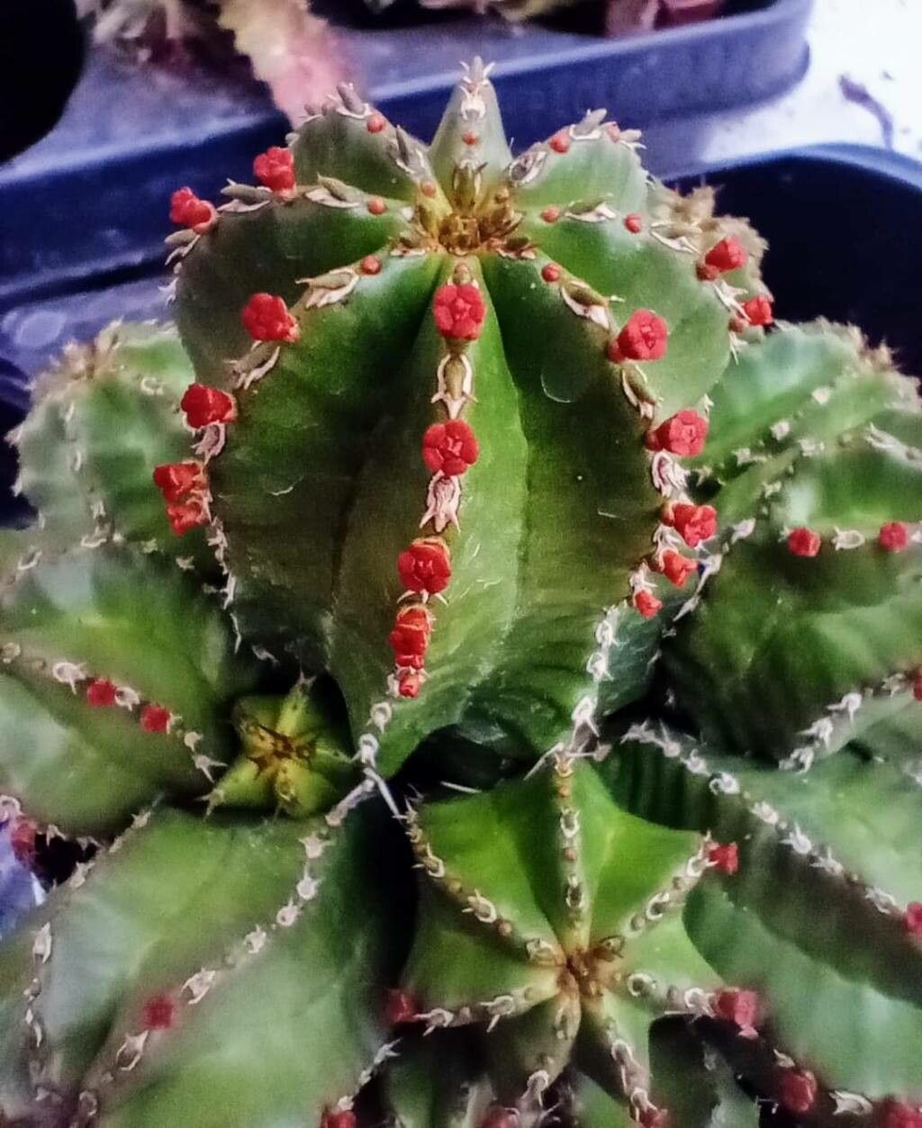 Euphorbia frankii — houseplant care guide