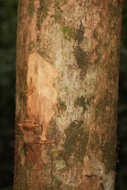 Gustavia hexapetala other