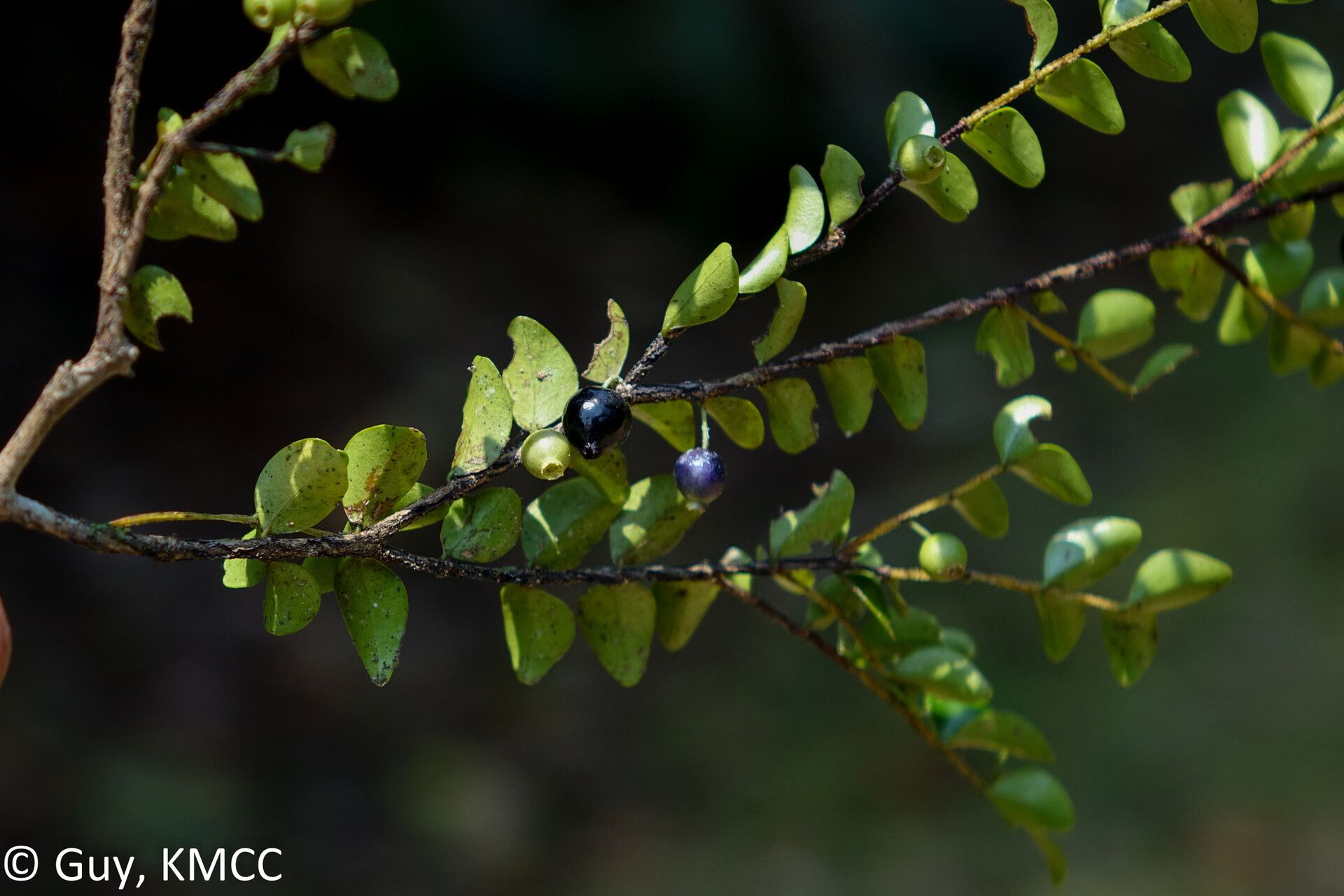 Memecylon amoenum habit