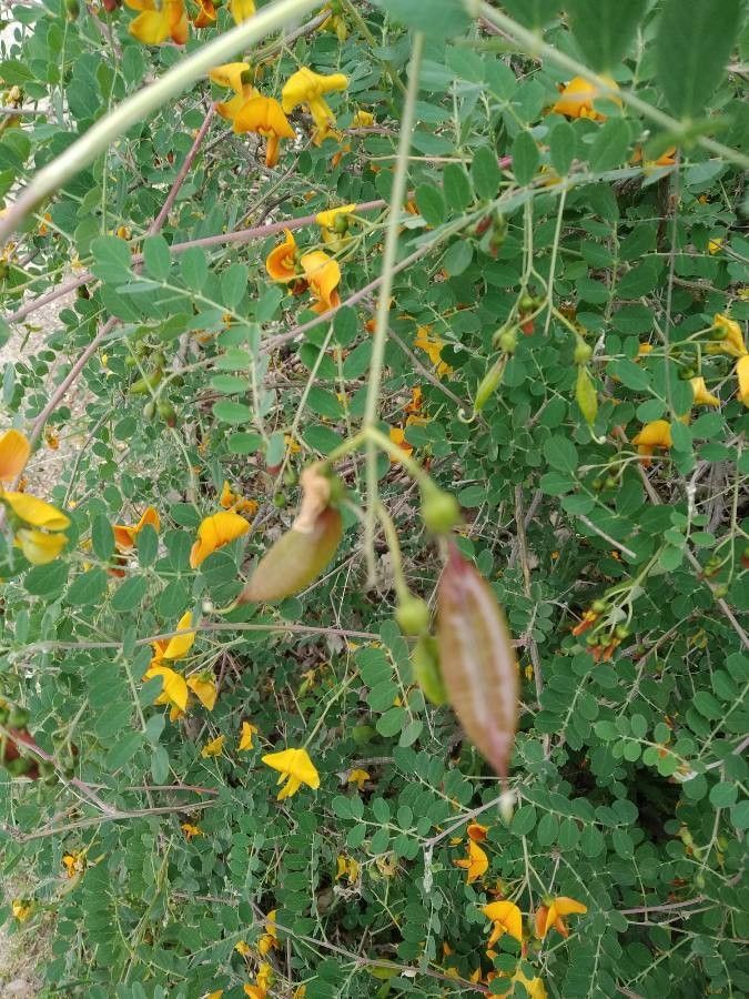 Colutea orientalis fruit