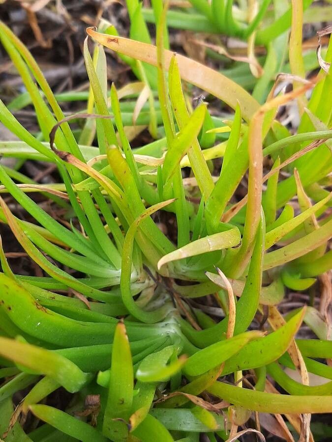 Bulbine bulbosa leaf