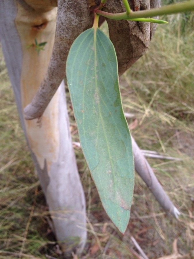 Eucalyptus pauciflora — search result for 'Eucalyptus'
