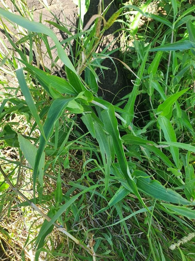 Commelina imberbis — search result for 'Commelina'