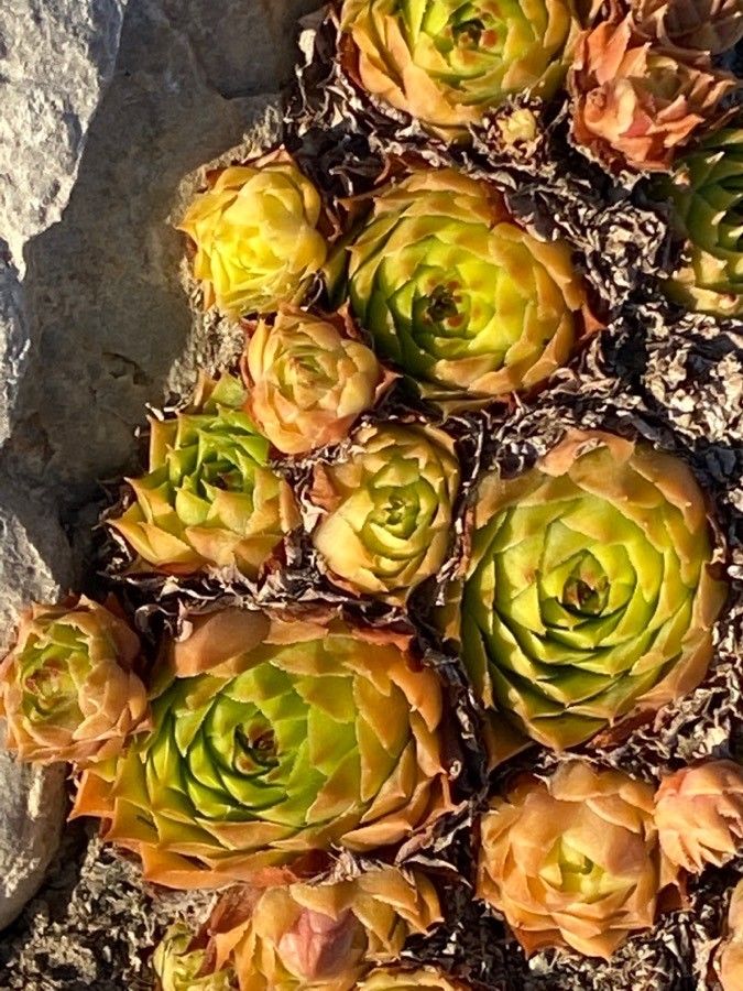 Sempervivum globiferum