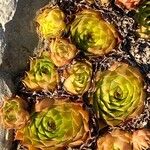 Sempervivum globiferum