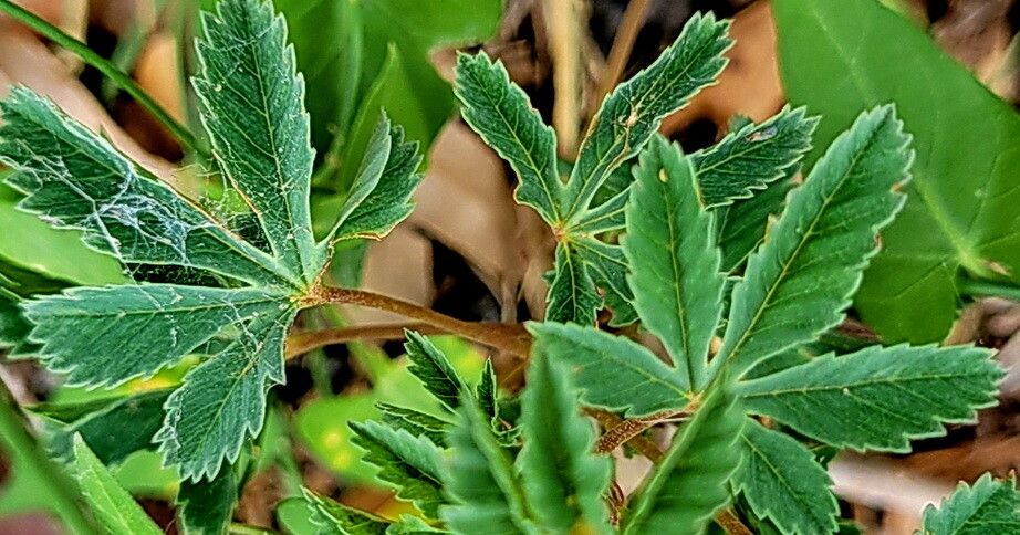 Cochlospermum wrightii — houseplant care guide