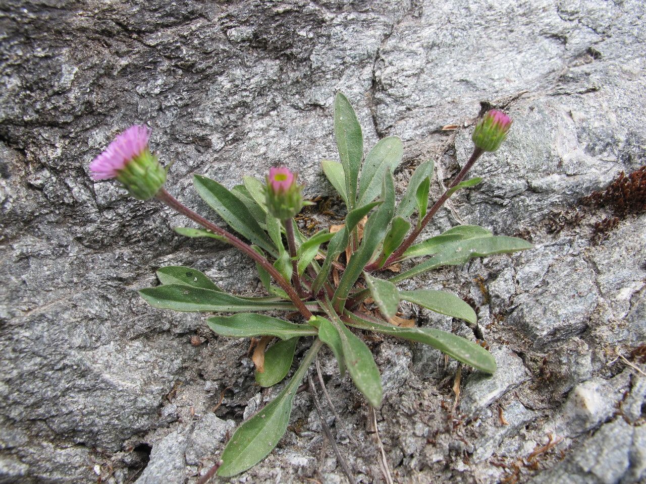 Erigeron schleicheri leaf