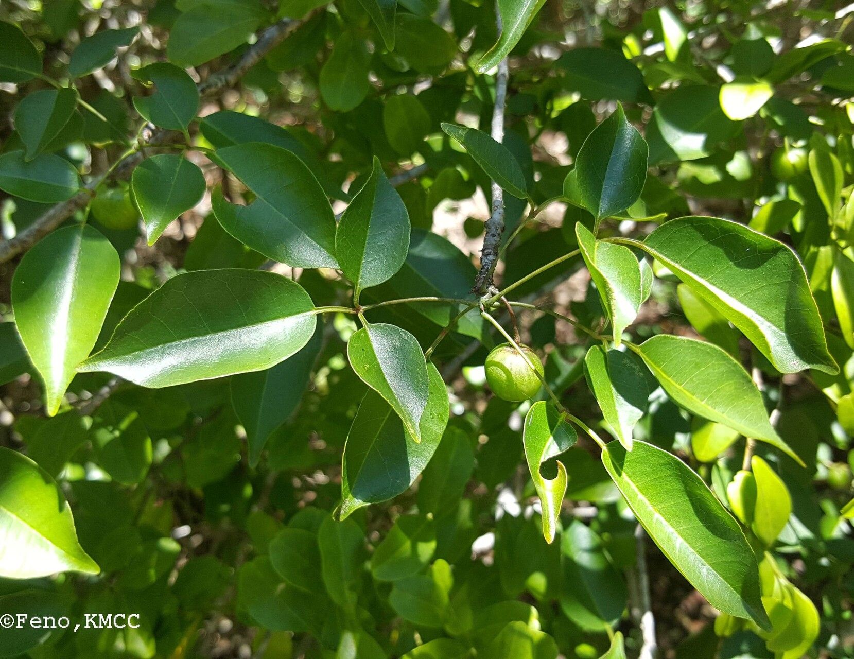 Commiphora marchandii — houseplant care guide