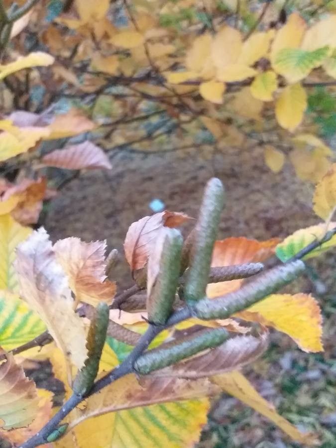 Betula medwediewii flower