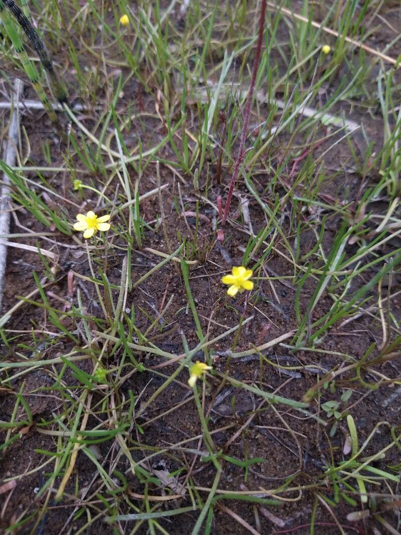 Utricularia subulata habit