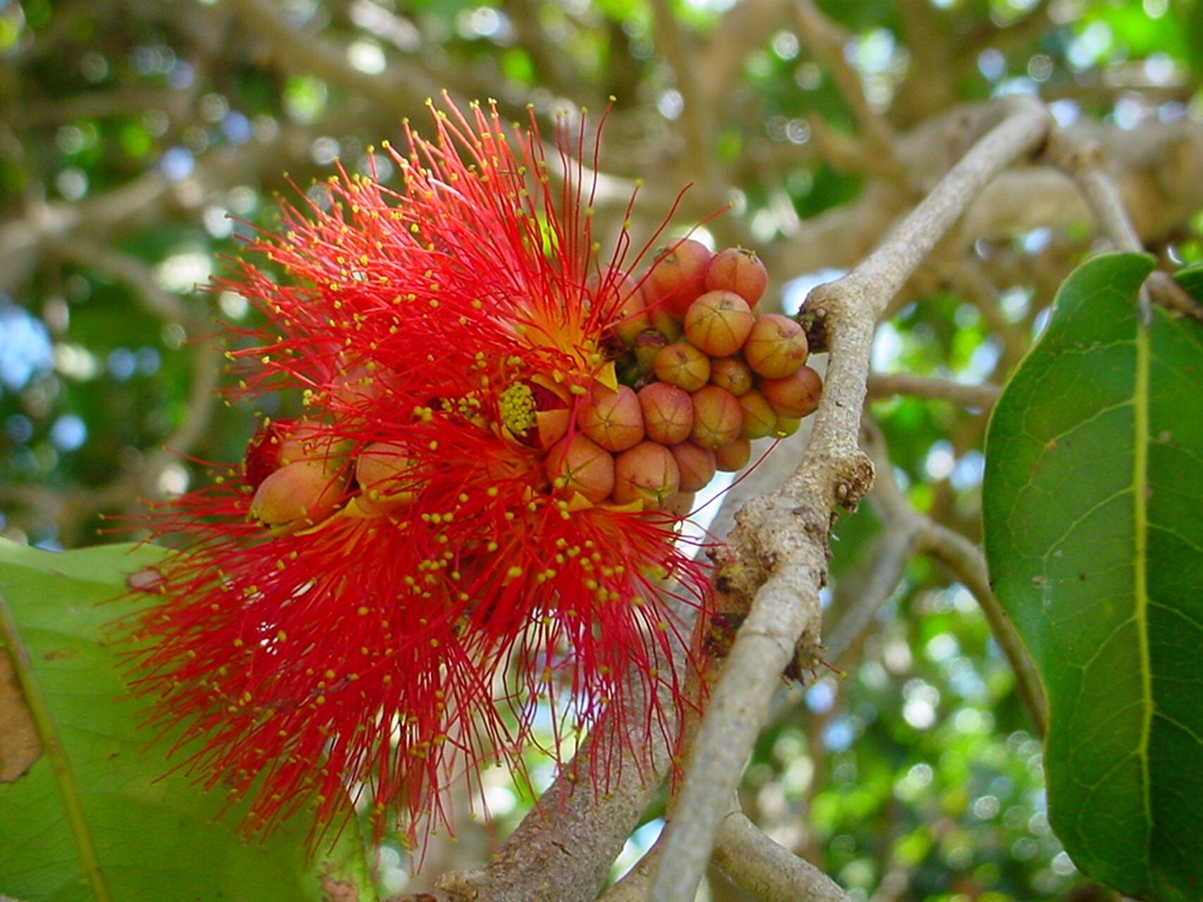 Archidendropsis paivana flower