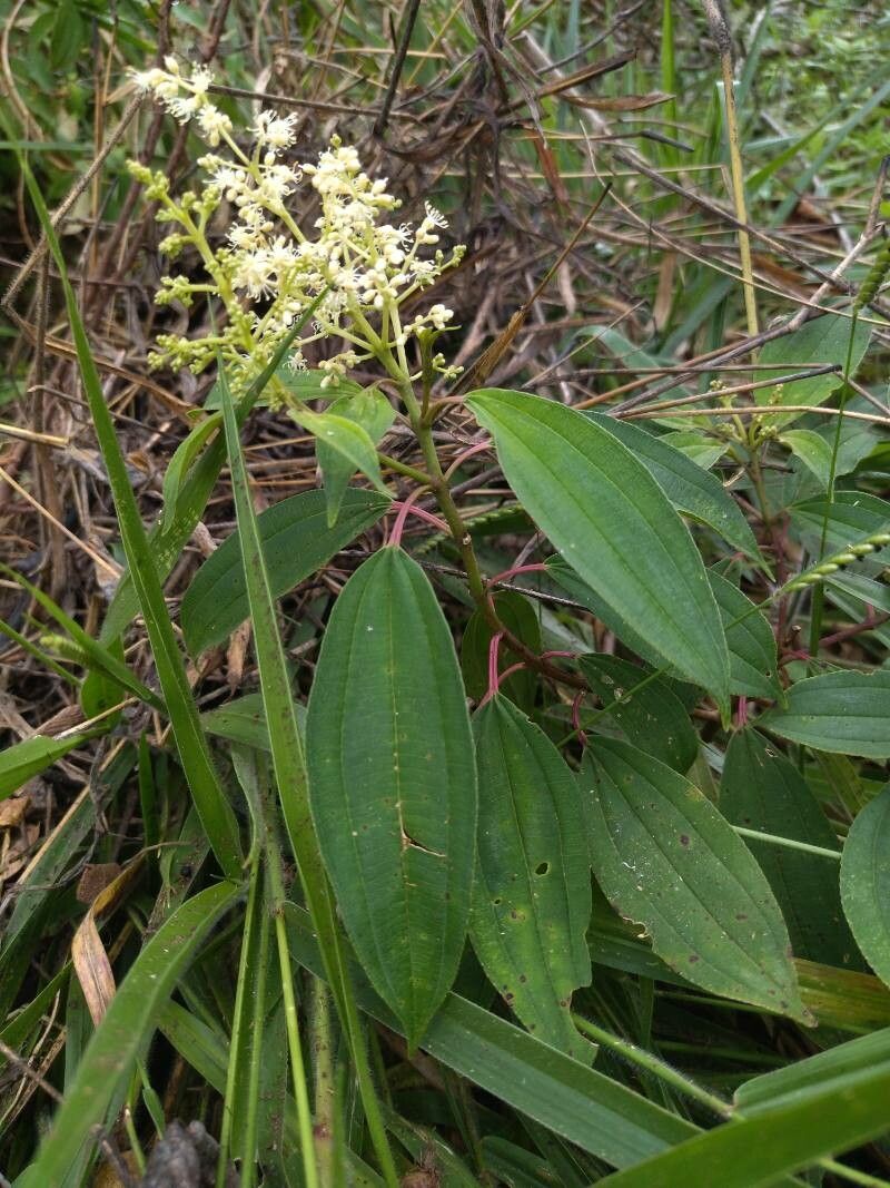 Miconia brevitheca habit