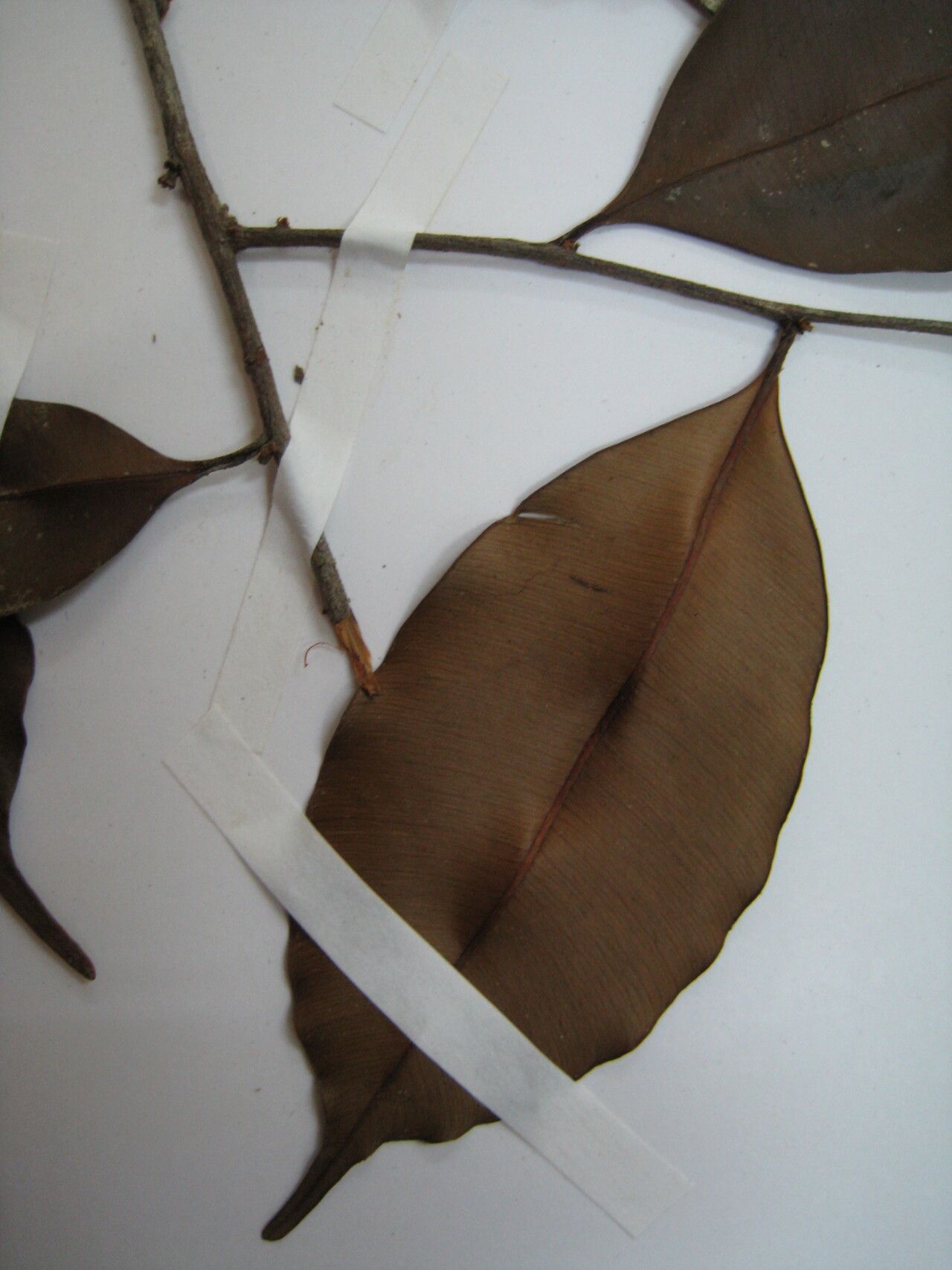 Micropholis longipedicellata other