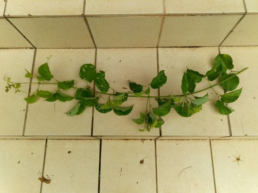 Amphilophium paniculatum — houseplant care guide