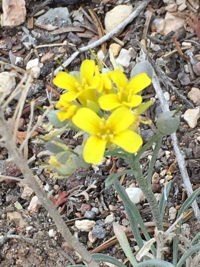 Physaria intermedia — houseplant care guide