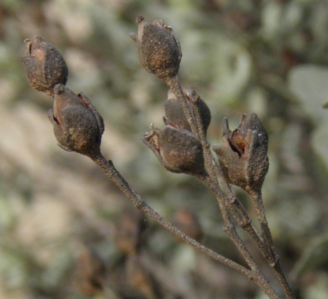 Cistus atriplicifolius fruit