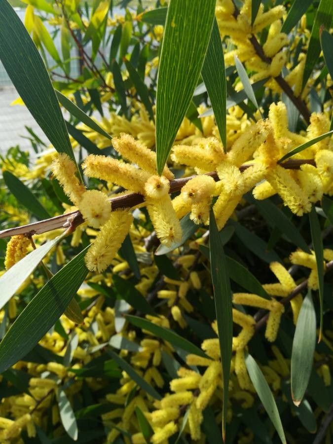 Acacia longifolia flower